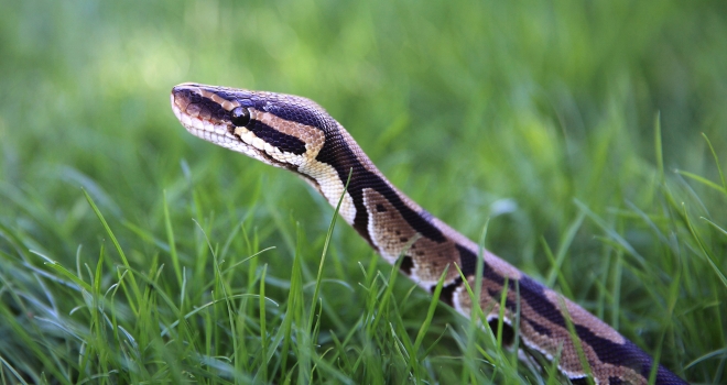 Python royal Python royal