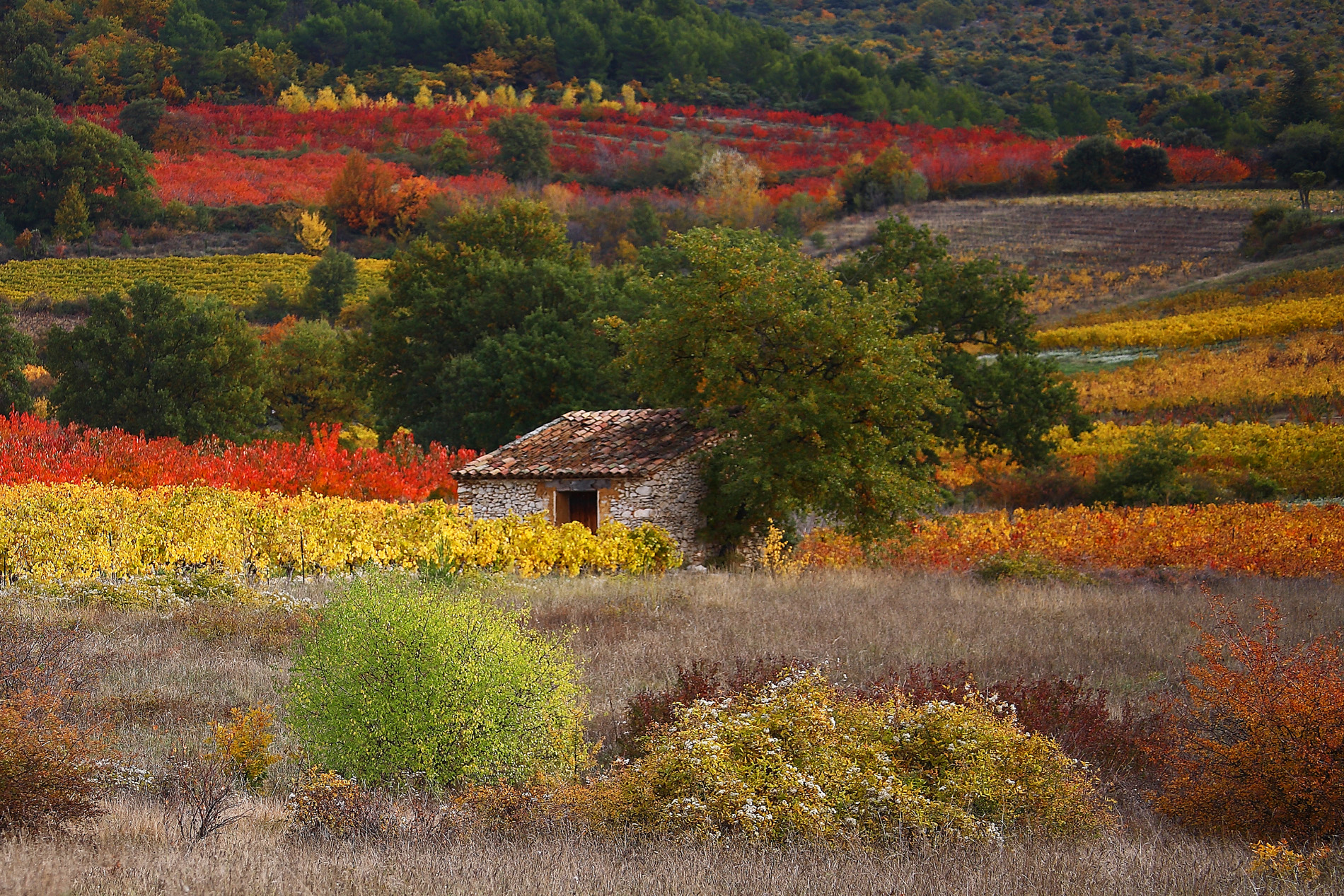 paysage-de-vaucluse