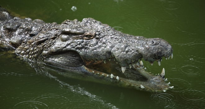 Ferme aux crocodiles  Djerba Ferme aux crocodiles  Djerba