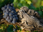 Vigne Provence
