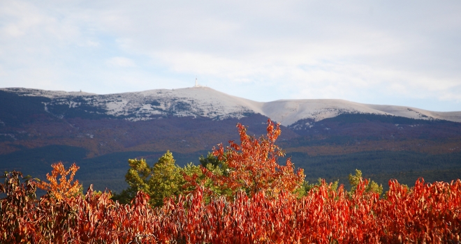 Cerisiers en automne Vaucluse