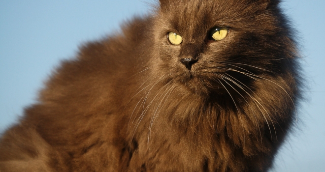 Chat assis Chat assis