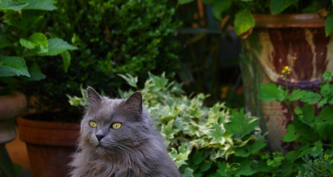 Chat dans un jardin