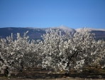 Cerisiers en fleurs au printemps Vaucluse