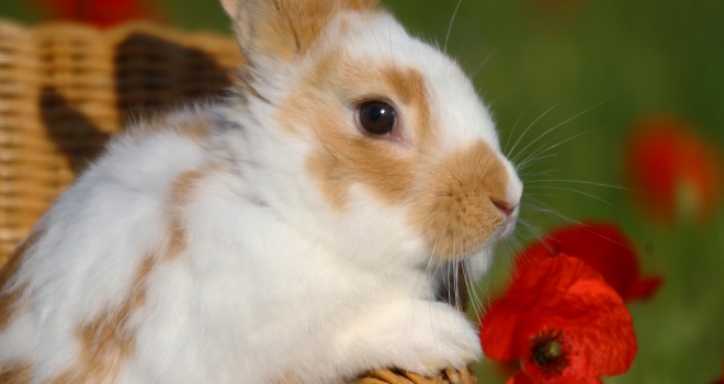 Lapin et coquelicots Lapin et coquelicots