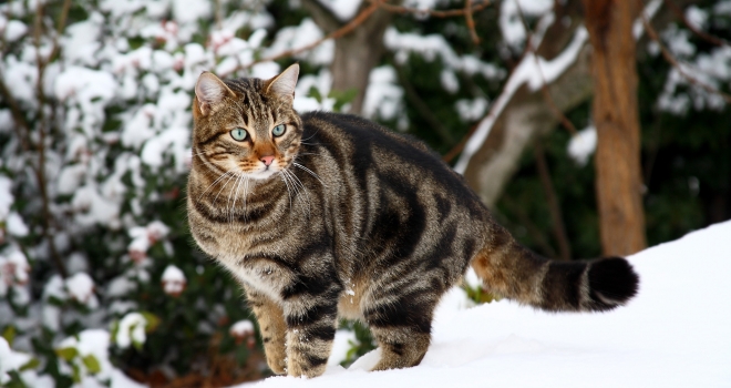 Chat dans la neige Chat dans la neige
