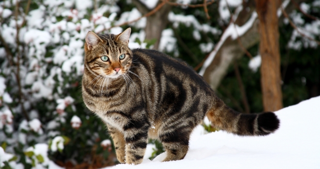 Chat dans la neige