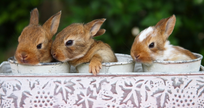 Bébés  lapins Bébés  lapins