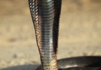 Cobra royal Djerba Tunisie