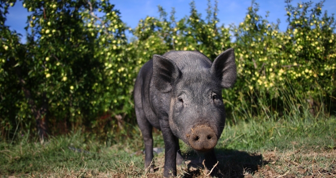 Cochon dans un verger Cochon dans un verger