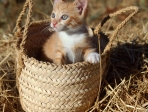 chaton dans un panier