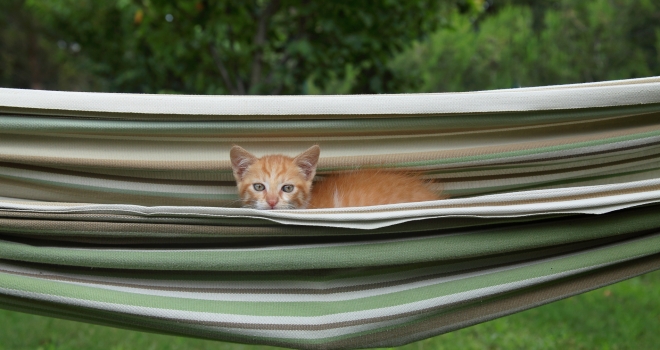 chaton dans un hamac chaton dans un hamac