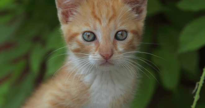 chaton assis chaton assis