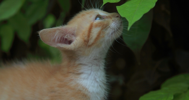 chaton et feuille