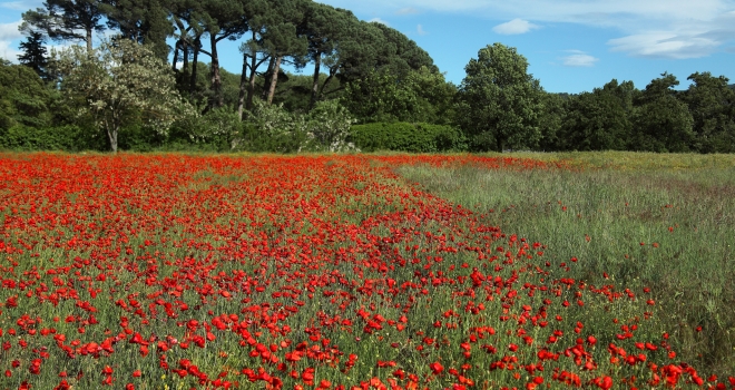 champ de coquelicots