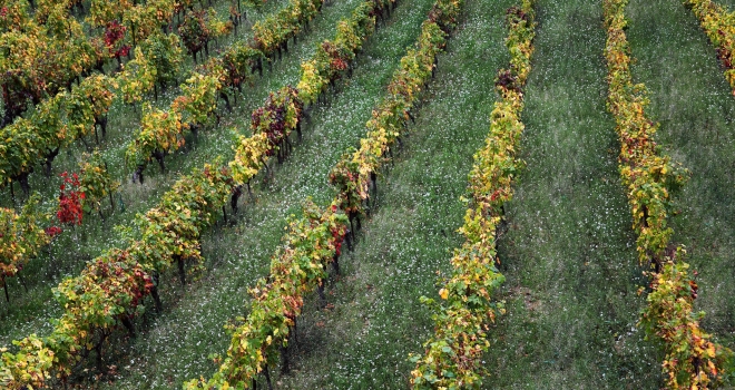 vignes en automne vignes en automne