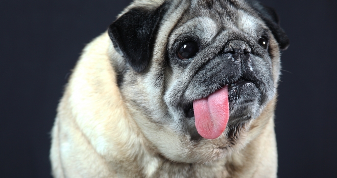 chien studio 3 chien studio 3