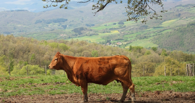 Vache toscane Vache toscane