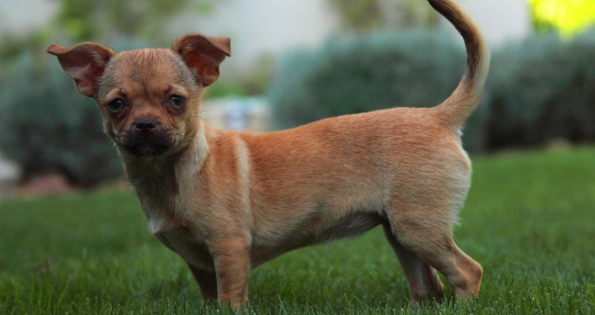 Chihuahua 1 Chihuahua 1