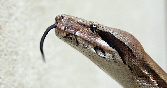 boa constrictor imperator 3 boa constrictor imperator 3