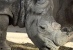 Rhinocéros zoo de Barcelone