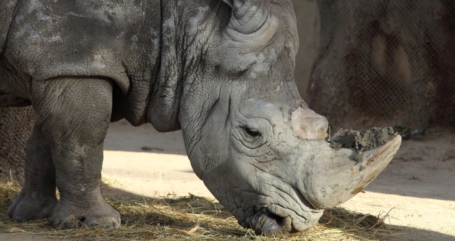 Rhinocéros zoo de Barcelone