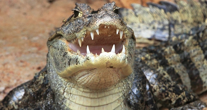 Costa Rica 47 Costa Rica 47