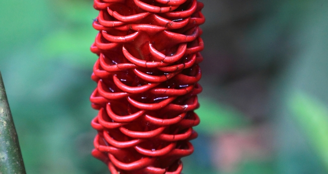 Costa Rica 66 Costa Rica 66