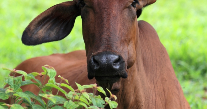 Costa Rica 70 Costa Rica 70