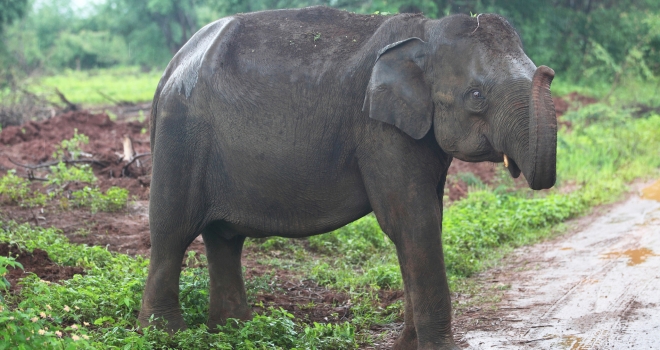 Sri Lanka 11 Sri Lanka 11