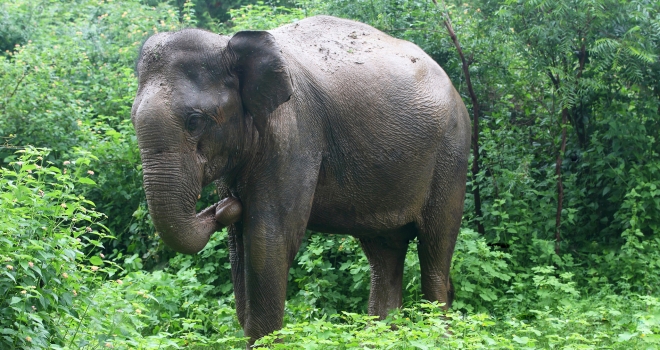 Sri Lanka 13 Sri Lanka 13